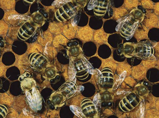 Bees sting 17 people in Algeria