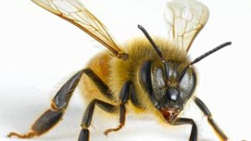 النحل له القدرة على القيام بعمليات حسابية معقدة وبسرعة فائقة