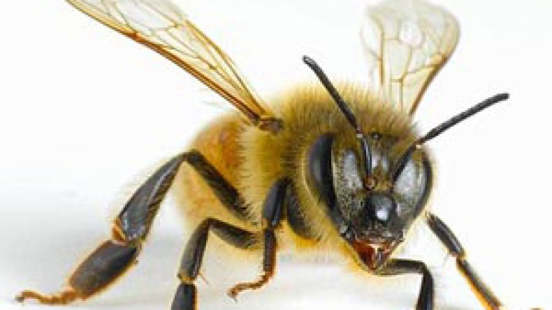 النحل له القدرة على القيام بعمليات حسابية معقدة وبسرعة فائقة