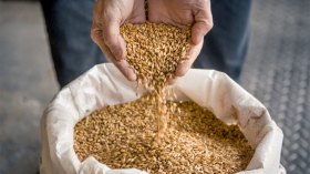 Agriculture Minister: “Algeria Will Not Import Barley This Year”