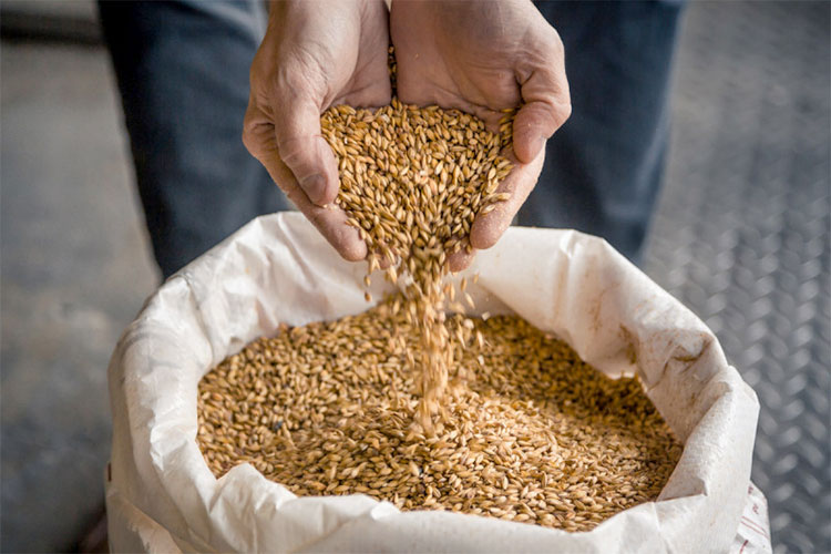 Agriculture Minister: “Algeria Will Not Import Barley This Year”