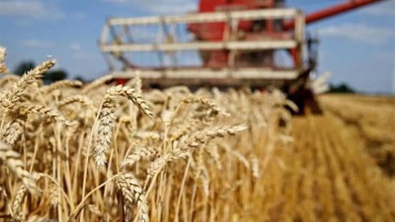 الحجر الصحي لن يؤثر على إنتاج القمح لهذه السنة