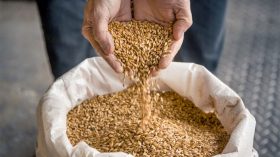 Algeria Buys 50 Thousand Tons Of Feed Barley