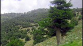 Plus de 120 plantes médicinales recensées au parc national de Belezma