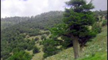 Plus de 120 plantes médicinales recensées au parc national de Belezma