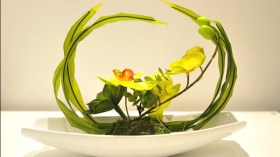 نباتات منزلية أنيقة لديكور طبيعي