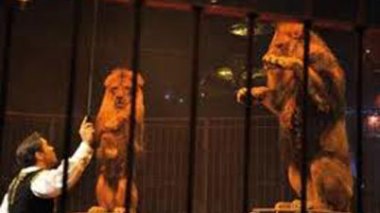 Cirque Amar : 2000 billets offerts à des orphelins détournés