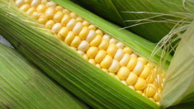 Fermes-pilotes pour la production de maïs