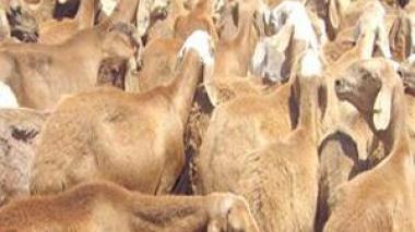 L’ambassadeur Soudanais en Algérie à Echorouk : “Les déclarations du ministre de l’Agriculture sur le bétail sont un pas vers le renforcement des relations”