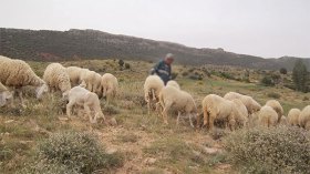 حيوان “غريب” يهاجم الماشية ببجاية