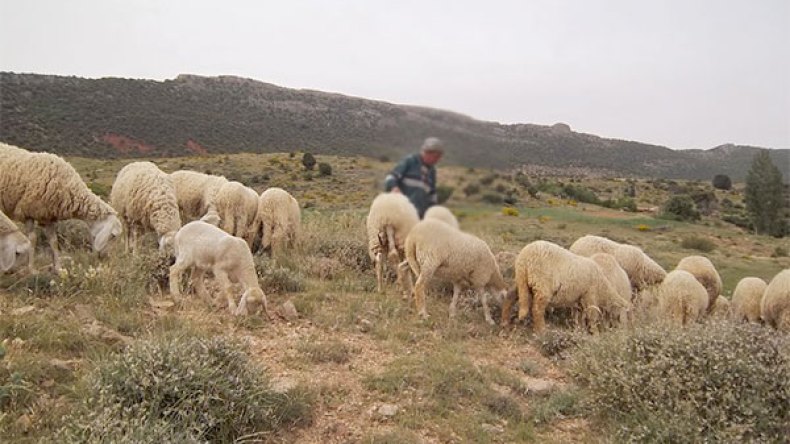 حيوان “غريب” يهاجم الماشية ببجاية
