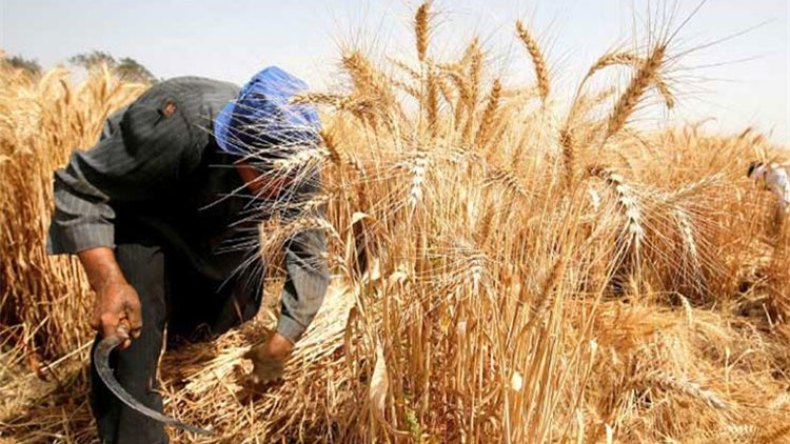 سوق أهراس: جني 5,2 مليون قنطار من الحبوب