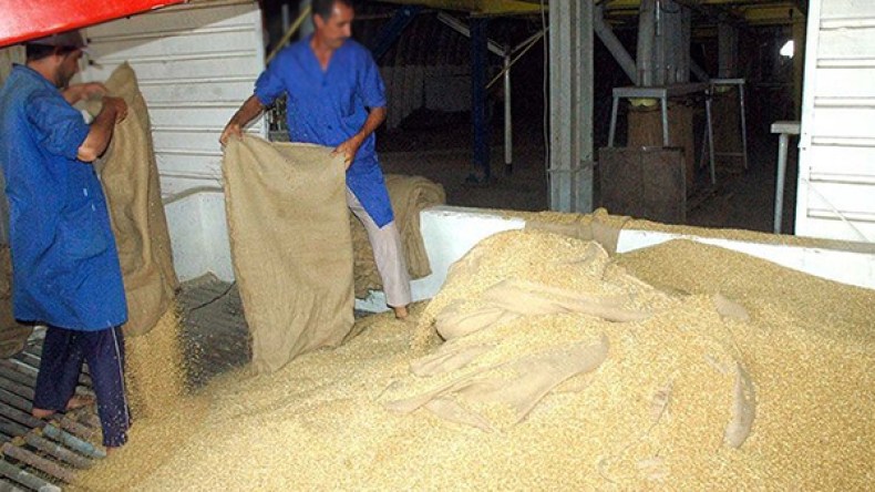 الانتصار في معركة البذور