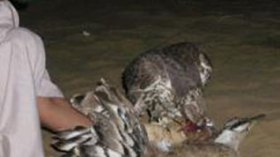 Algeria : diplomats smuggle over 2,000 rare birds