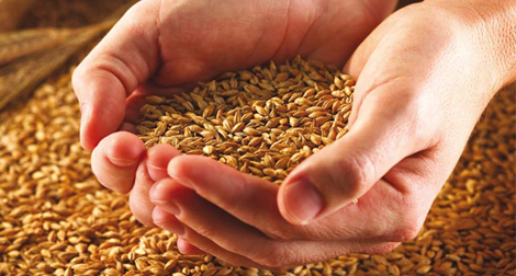 L’Algérie s’attend à une “bonne” campagne céréalière en 2012