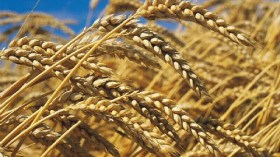 Blé dur: “L'OAIC fixe aux transformateurs une date butoir pour se retirer du marché mondial”