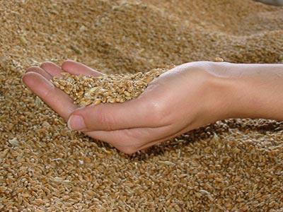 Par crainte d'émeutes, l'Algérie a importé massivement des céréales