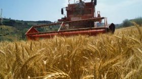 الإستماع لـ 40 إطارا فلاحيا في فضيحة القمح  المغشوش