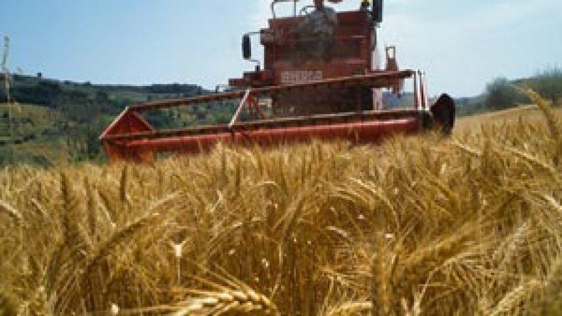 الإستماع لـ 40 إطارا فلاحيا في فضيحة القمح  المغشوش