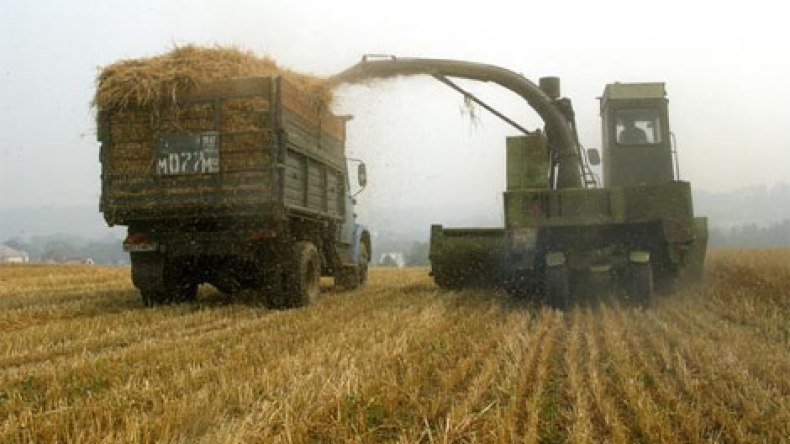 الأمطار ترجئ حصاد القمح في روسيا وترفع أسعاره
