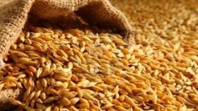 تراجع فاتورة استيراد الحبوب خلال تسعة أشهر