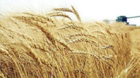 ارتفاع واردات القمح بنسبة 128 بالمائة خلال السداسي الأول 2011