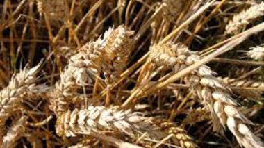 Algérie : pas de taxes sur le blé importé