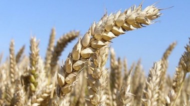 La France reste le premier fournisseur de l’Algérie en blé tendre, malgré les concurrents