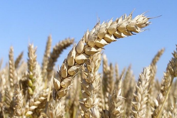 La France reste le premier fournisseur de l’Algérie en blé tendre, malgré les concurrents