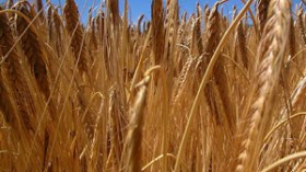 تراجع محصول الحبوب هذه السنة في الجزائر بنسبة 50 بالمائة