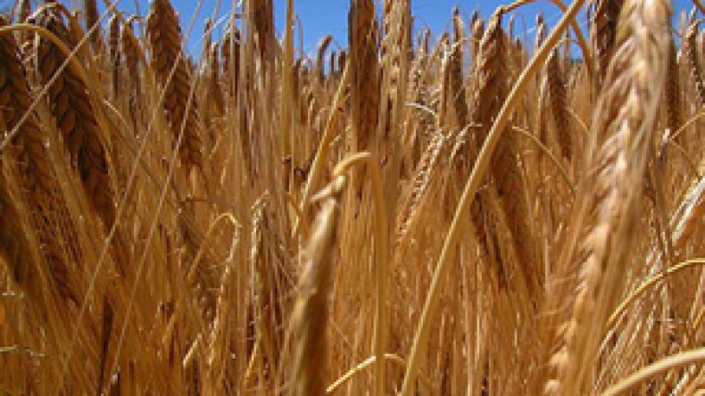 تراجع محصول الحبوب هذه السنة في الجزائر بنسبة 50 بالمائة