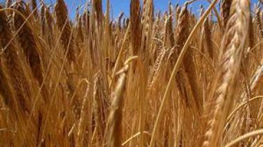 L’Algérie enregistre une baisse de 50% de sa production céréalière pour la campagne 2008