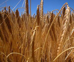 L’Algérie enregistre une baisse de 50% de sa production céréalière pour la campagne 2008