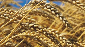 الجزائر تشتري 150 ألف طن من القمح