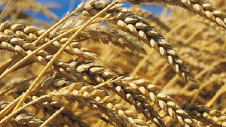 الجزائر تشتري 150 ألف طن من القمح