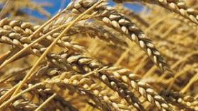 مخزون القمح غير كاف والاستيراد لا مفر منه