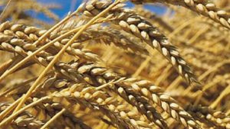 اجراءات ردعية ضد محولي القمح الى الأسواق الموازية