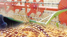 الجزائر تقرر توقيف استيراد القمح الصلب