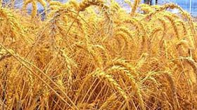 الجزائر تمتلك مخزونا استراتيجيا من الحبوب يكفي لمدة 6 أشهر