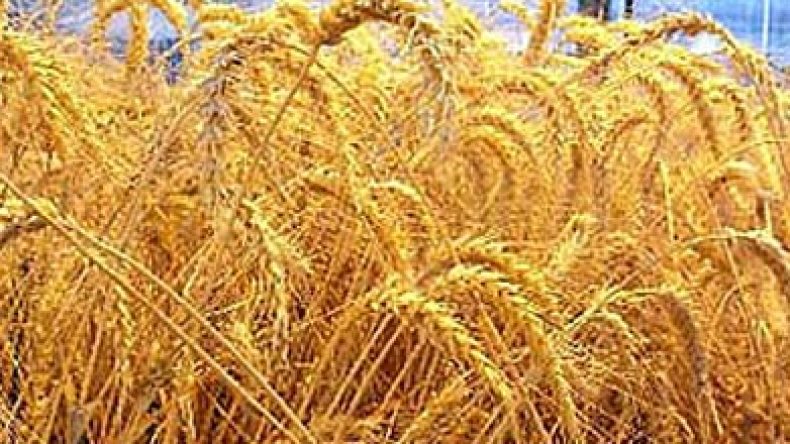 الجزائر تمتلك مخزونا استراتيجيا من الحبوب يكفي لمدة 6 أشهر