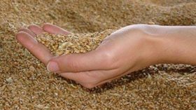 حرق 11 ألف قنطار من القمح وتحويل 10 ألاف أخرى إلى علف للحيوانات