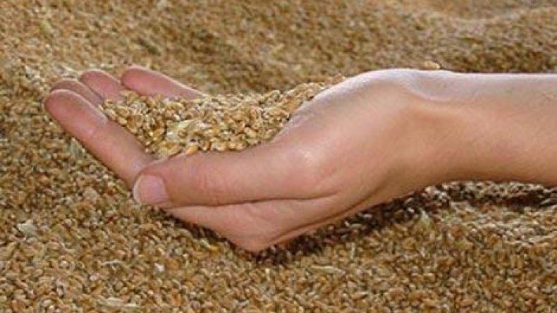 حرق 11 ألف قنطار من القمح وتحويل 10 ألاف أخرى إلى علف للحيوانات