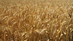 فرنسا  تتوقع  انخفاض  صادراتها  من  القمح  للجزائر