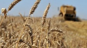 خبراء جزائريون وأجانب يناقشون الأمن الغذائي للبلاد في تيارت