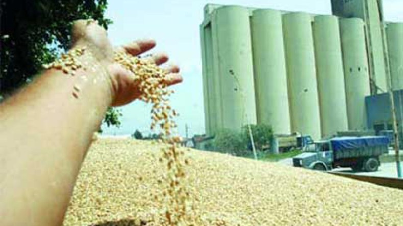 الحكومة تتراجع وتشتري نصف مليون طن من القمح الفرنسي