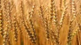 منظمة الفاو تحذر من انخفاض استهلاك الحبوب في إدول الشرق الأوسط وشمال إفريقيا