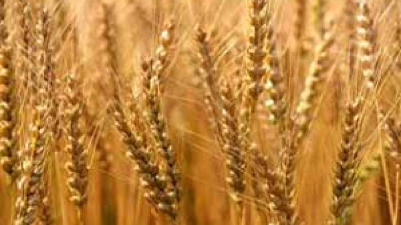 منظمة الفاو تحذر من انخفاض استهلاك الحبوب في إدول الشرق الأوسط وشمال إفريقيا