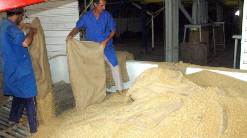 الجزائريون استهلكوا 543 مليون دولار من الحبوب المستوردة في 3 أشهر