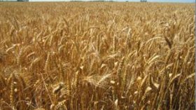 Algérie achète     150     milliers de tonnes de     blé