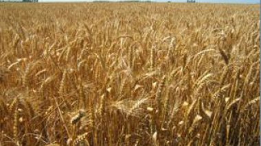 Algérie achète     150     milliers de tonnes de     blé